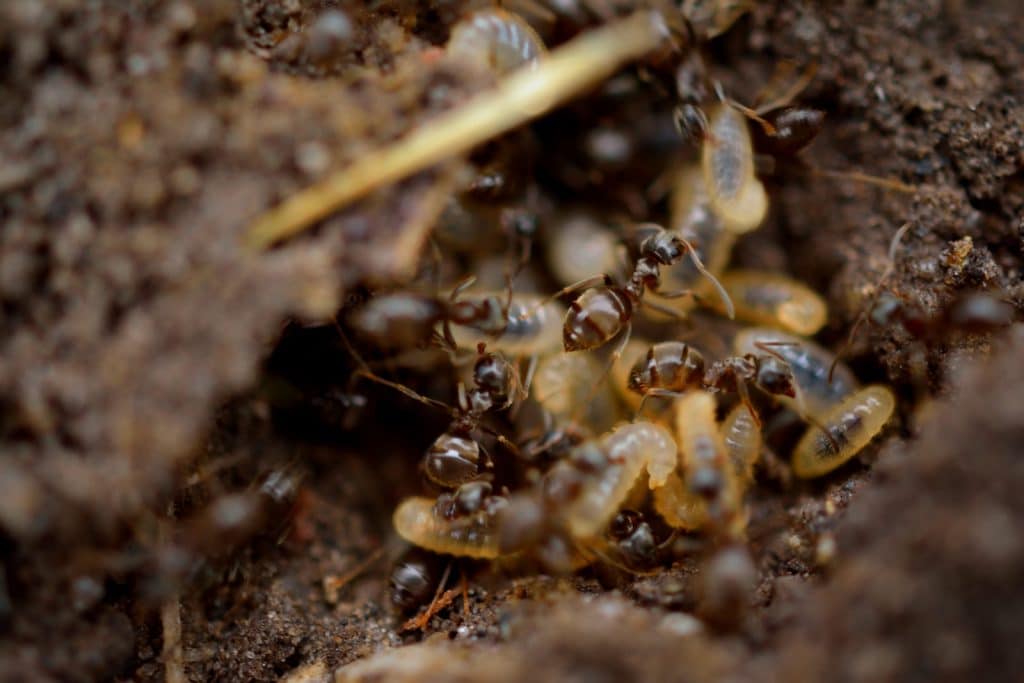 Termites volants : des fourmis volantes ? - Saint-malo.net