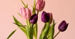 pink tulips in close up photography