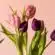 pink tulips in close up photography